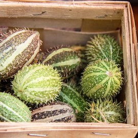 Cucumber Seeds - West Indian Gherkin - 1 Oz ~950 Seeds - Cucumis sativus - Farm & Garden Vegetable Seeds - Non-GMO, Heirloom, Open Pollinated, Annual