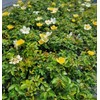 Easy Bee-zy™ Knock Out® Rose - Live Plant - (1
