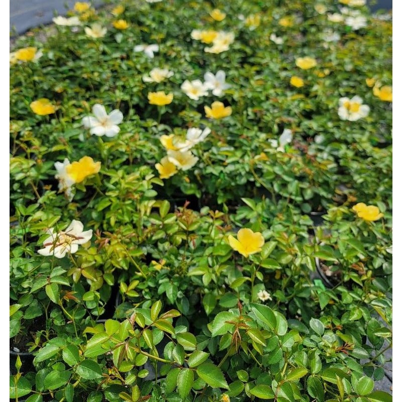 Easy Bee-zy™ Knock Out® Rose - Live Plant - (1