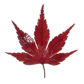 autumn leaves (red, 10 sheets)