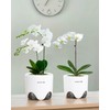 6 inch Orchid Pots with Holes for Repotting with Excellent