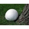 CEMEHA SEEDS - Giant Puffball Mushrooms Non GMO for Planting