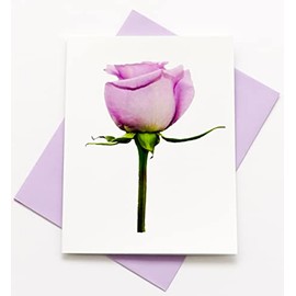 Sunshine Expressions Blooming Rose High-End Photographic Smooth Note Cards 8 w/10 Colored Envelopes, Boxed Set (4.25"x 5.50") Blank Inside - Made in USA