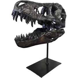 JOTNBOBO Dinosaur Skull Statue,Dinosaur Sculptures Bracket Tyrannosaurus Skull Replica Decoration Skull Bones Resin Replica with Bracket for Home Office Decor Shelf Display, Black