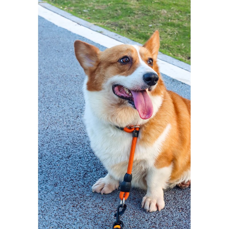 Mystercome Slip Collar, Dog Choker Collar, Nylon Dog Training Collar