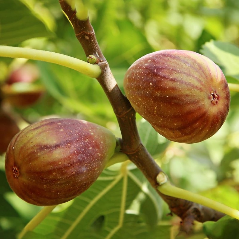 Generic Olympian Fig Tree, Cold Hardy, Award-Winning, Deciduous, Fruit Bearing,