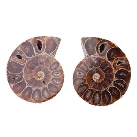 Specimen Ammonite Shell Fossil Madagascar, Ammonite Specimen , 2Pcs Long Historical Precipitation Specimen Shell for School Teaching Supplies Teaching Specimens(Diameter 4cm)