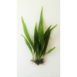 Marcus Fish Tanks - Java Fern Microsorum Pteropus Easy Low Light Live Aquarium Plant - Buy 2 Get 1