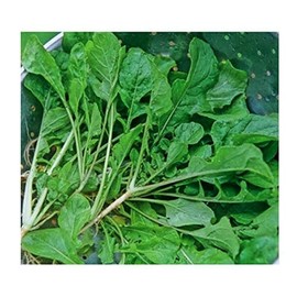 Turnip Green Seeds - Seven Top Turnip Greens - Produces Only Greens