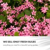 GreenBrokers GreenBrokers Colour Collection Summer Flowering Bulbs Pink, Mixed Varieties