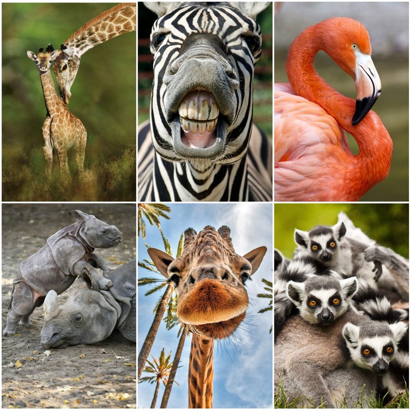 Edition Colibri 24 Animals from Africa Postcard Set (24 Different