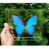 Mounted Rainforest Butterfly: Blue Morpho didius Airtight Acrylic Frame (8"