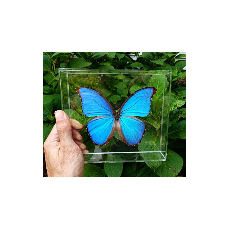 Mounted Rainforest Butterfly: Blue Morpho didius Airtight Acrylic Frame (8"