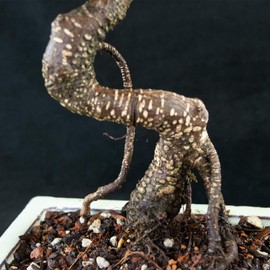Taiwanese Ficus Shohin Bonsai Tree - Tiger Bark # 5642