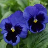 Outsidepride Blue Ullswater Viola Pansy Seeds for Planting - 1,000