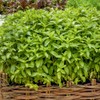 Outsidepride Spearmint - 10000 Seeds