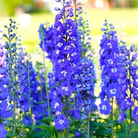 Blue Delphinium Larkspur Flower Seeds Tall Variety 30+ Non-GMO Seeds for Growing