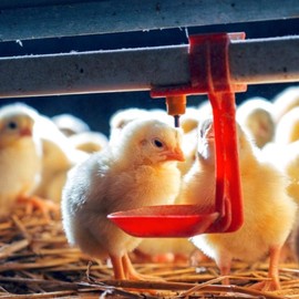 20Pcs ABS Quality Chicken Nipple Drinker Cups Waterer Hanging Cup Bent Arm Farm Supplies Automatic Chicken Water Nipple Cup Waterer Kit for Poultry