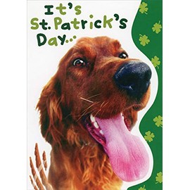 RSVP Irish Setter Closeup Photo : Tongue Sticking Out Funny : Humorous Dog St. Patrick's Day Card