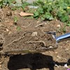 Garden Trowel Hand Shovel for Gardening, Mini Hand Trowel Garden