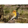 Hi-Line Gift Ltd. Motion Activated Singing Robin ON Stump, Brown;