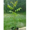 Tree Neem Tree - 8-12" Tall Live Plant - Outdoor