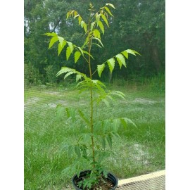 Tree Neem Tree - 8-12" Tall Live Plant - Outdoor - Azadirachta indica