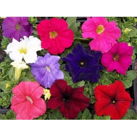 22Day Seeds: Seeds Petunia Unicum Mix/Petunia x hybrida/Annual Flowers