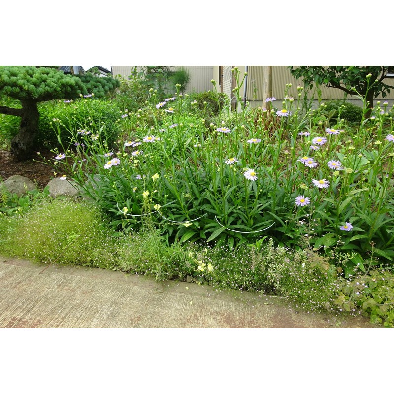 Green Garden (Green Garden) Flower Guard Width 18 X Height