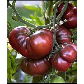 Brandywine Black Tomato 30 - 500 Seeds Heirloom Rare Non-GMO Super Slicing! (100)