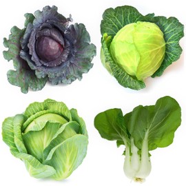 Cabbage Seeds Variety Pack for Planting – 4 Heirloom Varieties: Bok Choy (Pac Choi), Copenhagen Market, Golden Acre & Red Acre – Non-GMO, USA Grown Vegetable Garden Seeds for Home Gardening