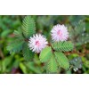 50 Sleeping Grass Seeds - Made in USA, Ships from