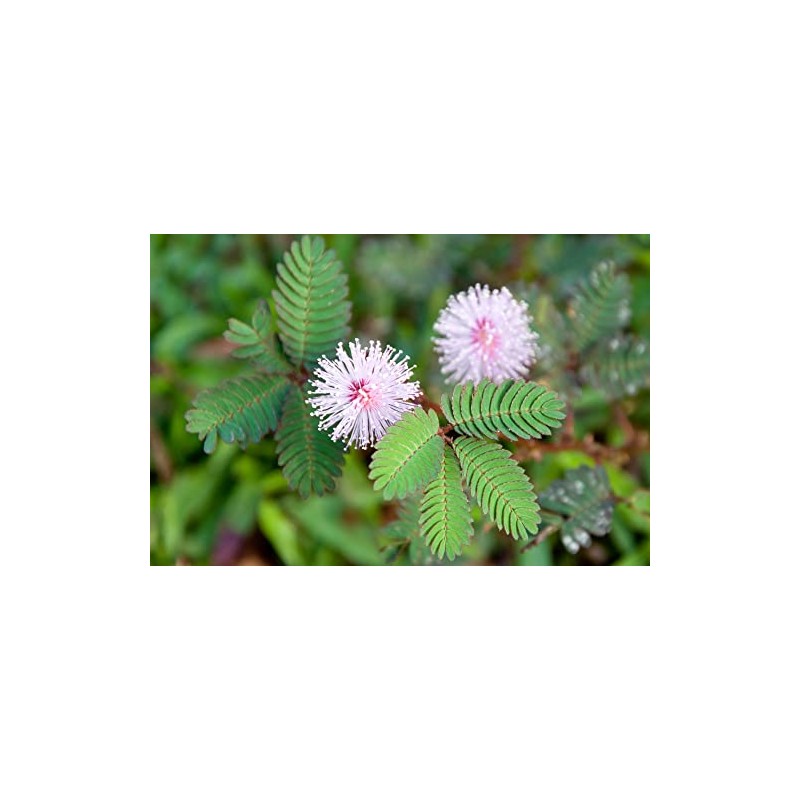 50 Sleeping Grass Seeds - Made in USA, Ships from