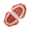 Dental Orthodontic Model 28pcs Teeth Resin Dental Teaching Teeth Model