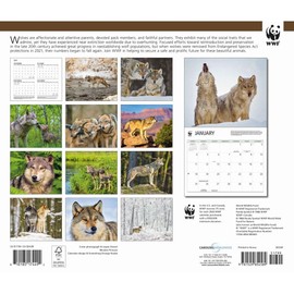 Carousel Calendars, Wolves WWF 2026 Wall Calendar, 12.01'' X 14.09'', 16-Month Calendar with Stapled Binding