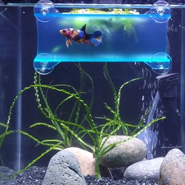 SeeShelter Brand Betta Tunnel (Translucent Aqua)