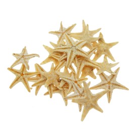 Julie Wang 20 pcs Tiny Size Natural Starfish Sea Star Micro-Landscape Beach Wedding Nautical Ornament Shells Collectibles Craft Accessory 0.5cm-1.5cm