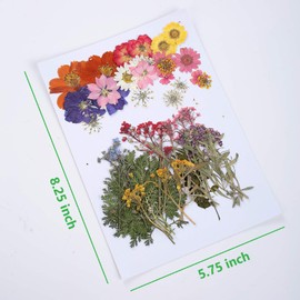 17 Types 48PCS Real Dried Pressed Flowers Leaf Plant Herbarium for DIY Resin Jewelry Making Floral Decors(Colorful)