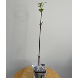 Live Akebono Cherry Blossom Tree (6''-10'' Tall) - Cherry Blossom for Gardening - Not Ship AZ & CA