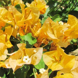 YEGAOL Garden 105Pcs Yellow Bougainvillea Seeds Attract Pollinators GMO Free Drought Tolerant Showy Evergreen Arbors Pergolas Trellises Beds Borders Containers Patio Wall-Side Flower Seeds