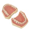 Dental Teaching Model Soft Gum 32 Teeth Dental Demonstration Teeth