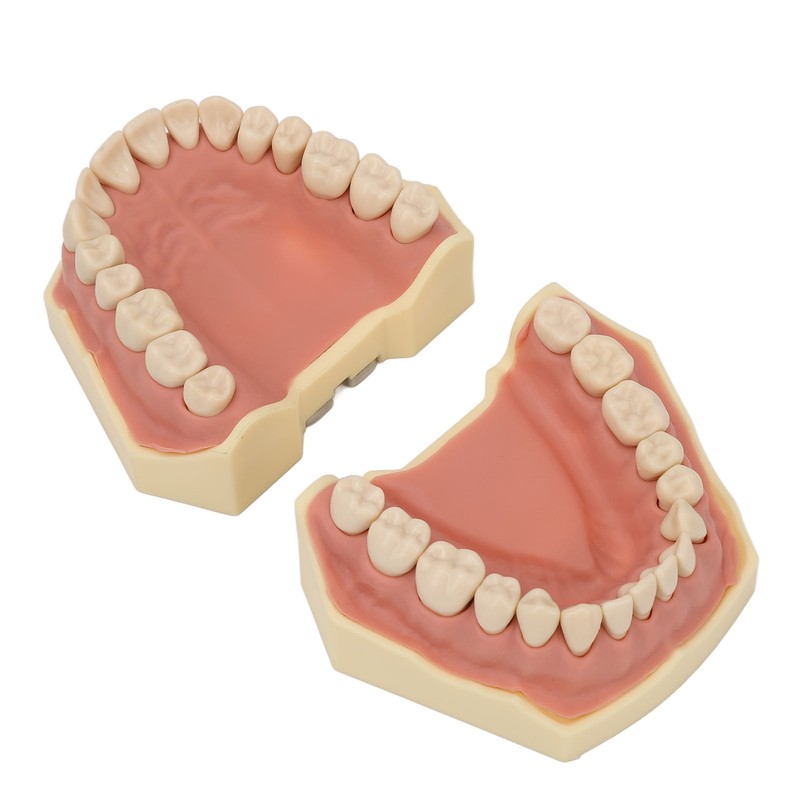 Dental Teaching Model Soft Gum 32 Teeth Dental Demonstration Teeth