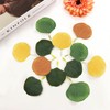 ParPix Pack of 100 Colourful Artificial Eucalyptus Leaves Confetti, Large