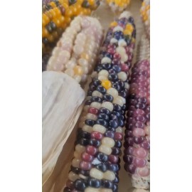 PowerGrow Systems 100+Glass Gem Corn Seeds ,For plant,crafting Harvested 2023 Home grown in CA