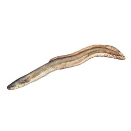 GABY Fish Pillows - Cushion - European Eel - 115 cm