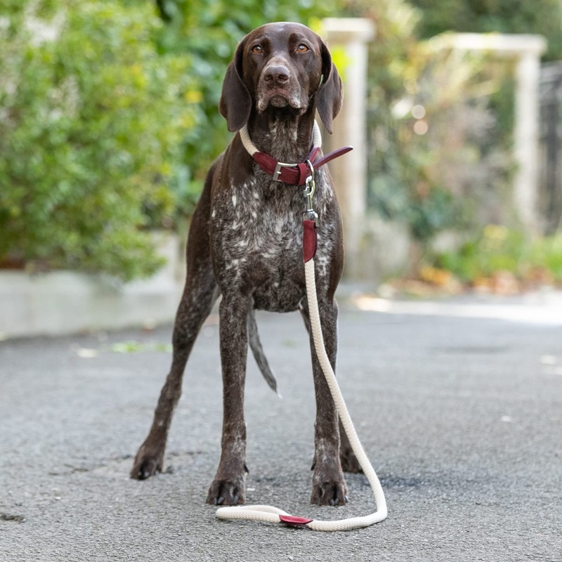 HUGO & HUDSON Luxury Dog Lead Round Rope & Leather