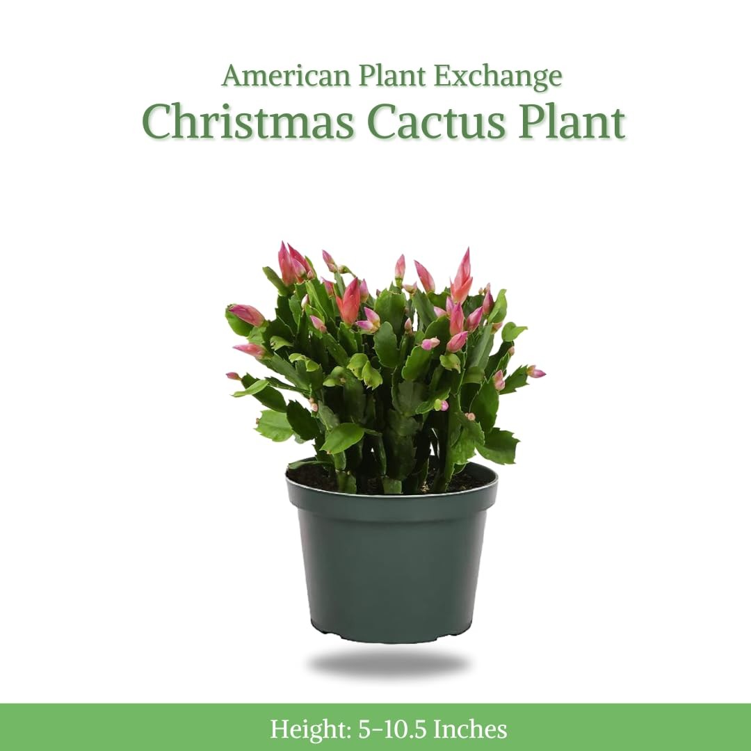 American Plant Exchange Live Christmas Cactus