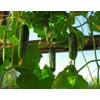 Indoor Cucumber F1 Self-Pollinating 10 Seeds