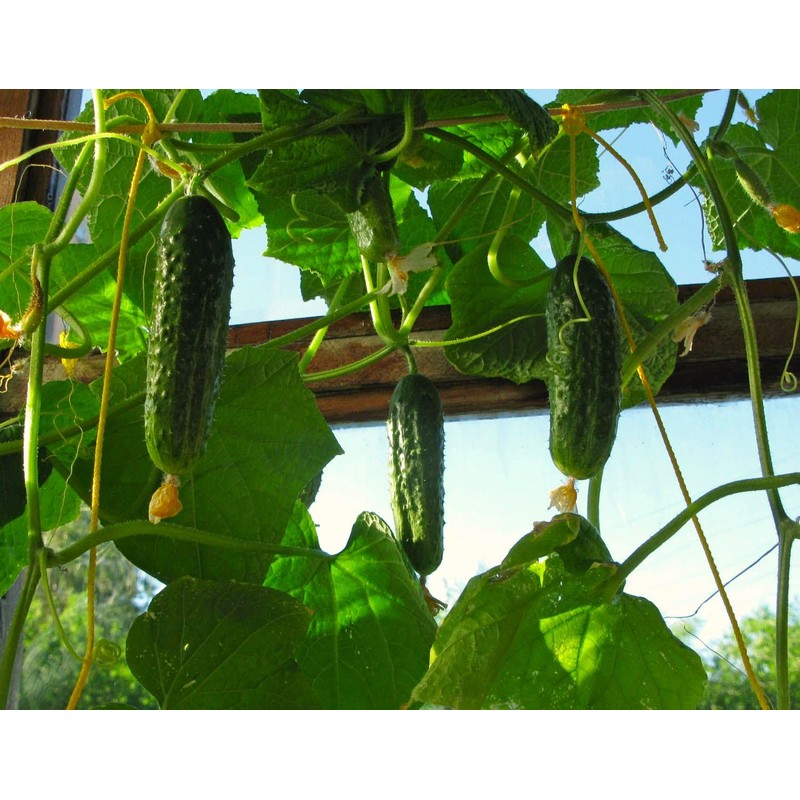 Indoor Cucumber F1 Self-Pollinating 10 Seeds