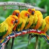 2Pcs Pet Bird Parrot Colorful Cotton, Spiral Cotton Rope Bird